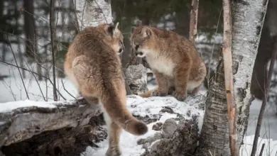 Two Cougar On the Log Playing What Eats A Cougar