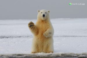 What Eats A Polar Bear What Do Polar Bears Eat
