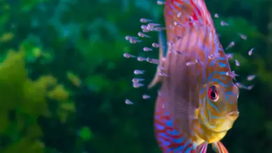 Fish with Baby Fish Swimming in Aquarium What Eats Fish