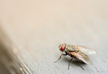 What Eats Flies