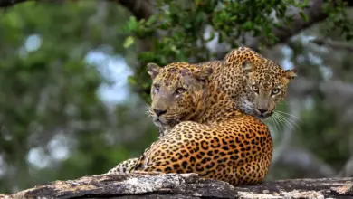 What Eats Leopards