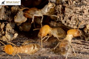 What Eats Termites What Do Termites Eat
