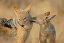 Two Black Backed Jackals Grooming What Eats Jackals