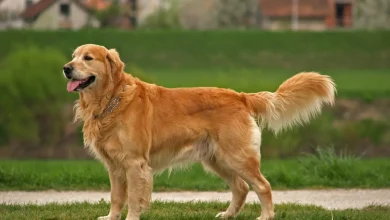 What Do Golden Retrievers Eat